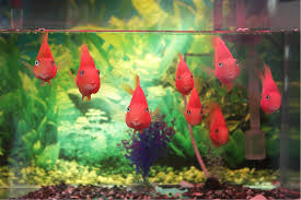 fish online Australia